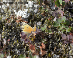 Lycaena phlaeas feildeni
