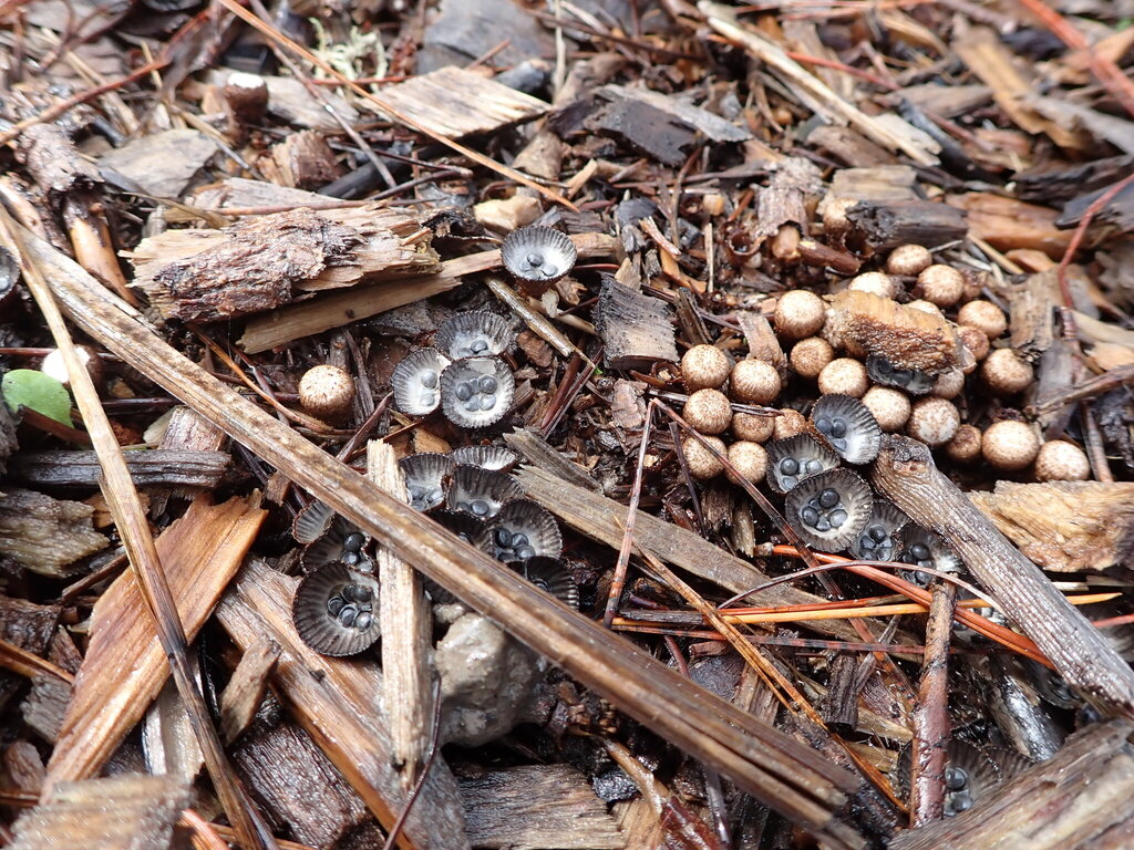 Cyathus striatus · April 2025 · photo: © bethmaree (iNaturalist, cc-by)