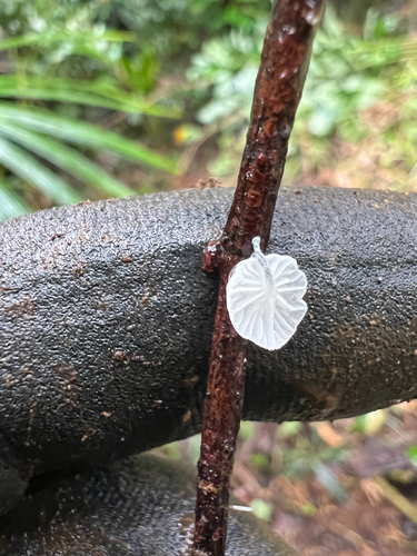 Marasmius observed 2025-04-29