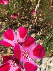 Clarkia amoena