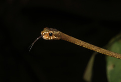 Aplopeltura boa