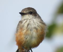 Pyrocephalus rubinus