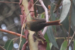 Cranioleuca albicapilla