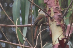 Cranioleuca albicapilla