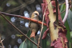 Cranioleuca albicapilla