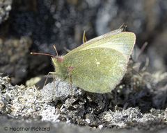 Colias palaeno