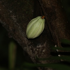 Theobroma cacao image