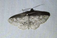 Iridopsis larvaria
