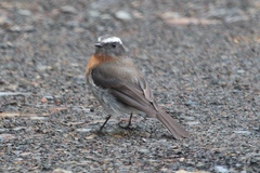 Ochthoeca rufipectoralis