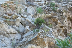 Gnidia juniperifolia