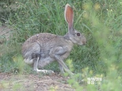 Lepus alleni