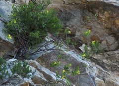 Gnidia juniperifolia