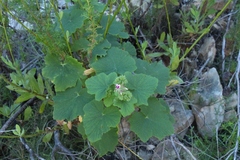Pelargonium papilionaceum
