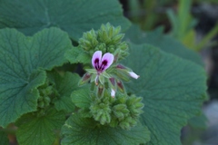 Pelargonium papilionaceum