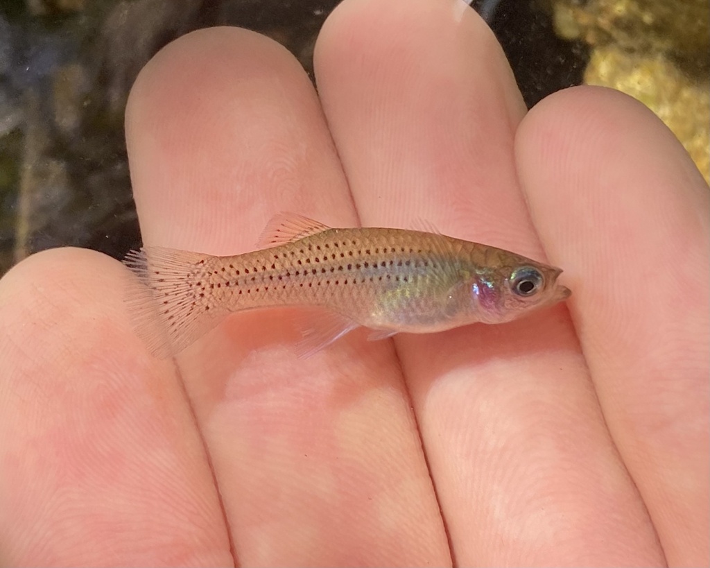 Mangrove Gambusia
