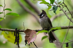 Pycnonotus leucogenys