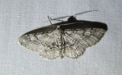 Iridopsis larvaria
