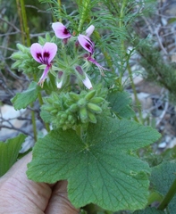 Pelargonium papilionaceum
