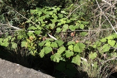Pelargonium papilionaceum