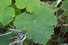 Pelargonium papilionaceum