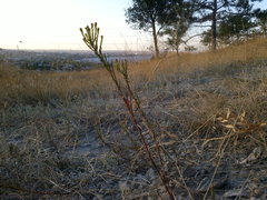 Galatella biflora