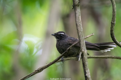 Rhipidura albicollis