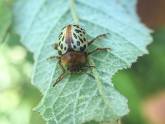 Calligrapha verrucosa