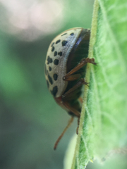 Calligrapha verrucosa