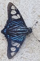 Phocides belus
