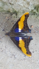 Doxocopa laure laure