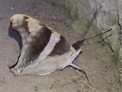 Doxocopa laure laure