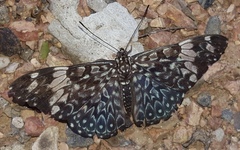 Hamadryas amphinome mazai