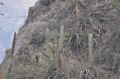 Trichocereus cuzcoensis