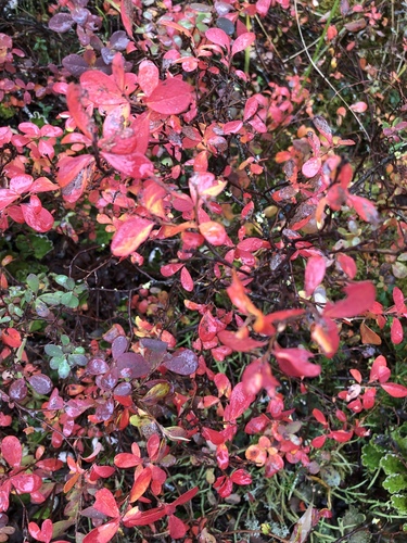 bog bilberry