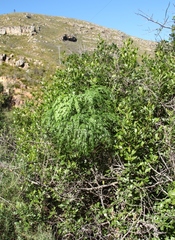 Notobubon gummiferum