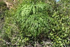 Notobubon gummiferum