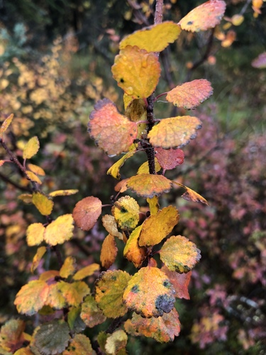 Dwarf Birch