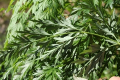 Notobubon gummiferum