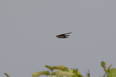 Aerodramus brevirostris