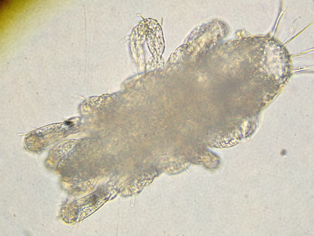Iolinidae