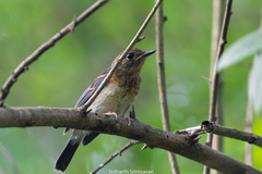 Cyornis