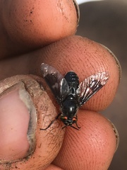 Chrysops noctifer