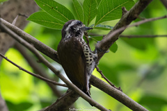 Picumnus innominatus