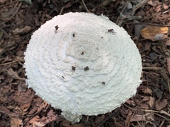 Saproamanita thiersii
