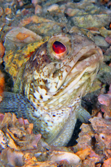 Banded Jawfish photo 4