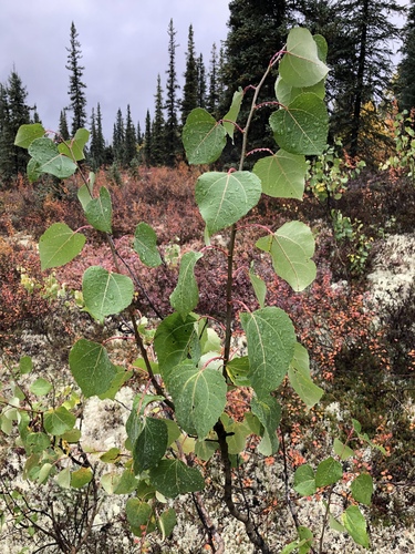 quaking aspen