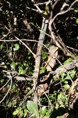 Notobubon gummiferum