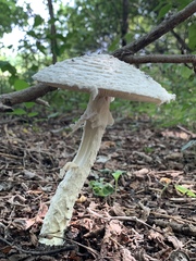 Saproamanita thiersii