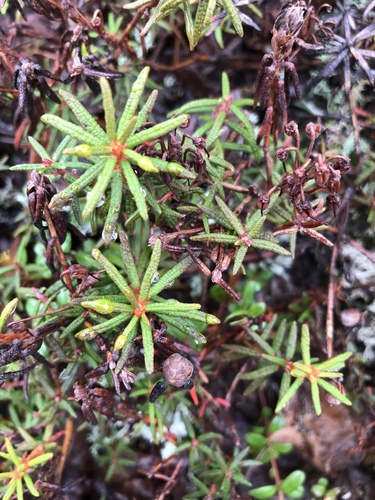 marsh Labrador tea