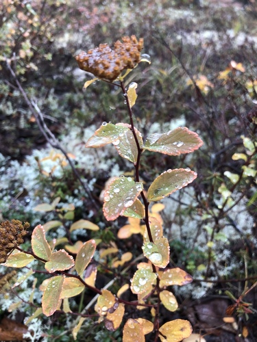 Steven's Spirea